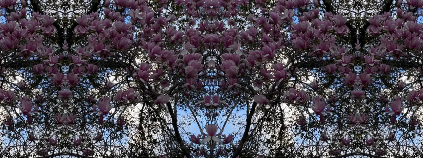 Magnolia Sky Lace reflected artwork