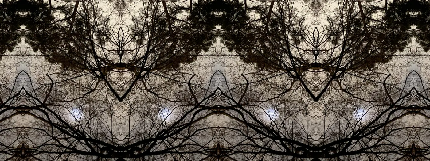 Rooted Sky reflected artwork
